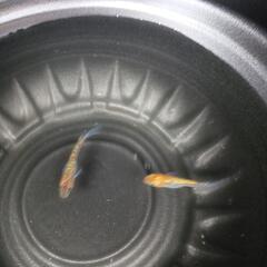 6/1(日)めだか販売。の画像