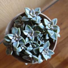 多肉植物　ブロンズ姫の画像