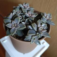 多肉植物　ブロンズ姫の画像