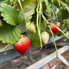 終了　いちご　6月5日木曜日受け渡しの画像