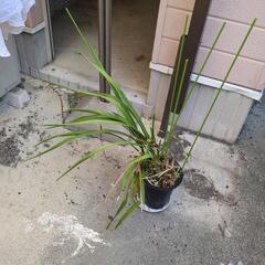 植物