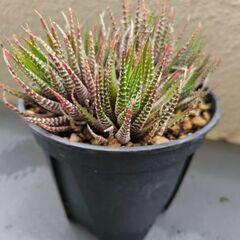 多肉植物の鉢