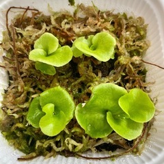 P.ridleyi wild_リドレイ ワイルド_幼苗 胞子培養...