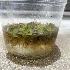 水草
の画像