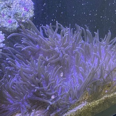 【サンゴ、海水魚】シライトイソギンチャク　ブルーチップ