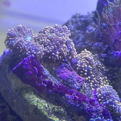 【サンゴ、イソギンチャク】バブルディスク　オレンジ　グリーンマウスの画像