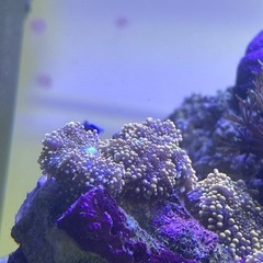 【サンゴ、イソギンチャク】バブルディスク　オレンジ　グリーンマウスの画像