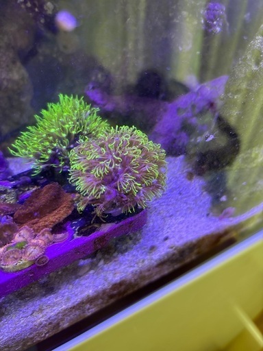 日本最大の 3点セット（スターポリプ（通勤ver・ロングver）、ウミアザミ） 海水魚用品
