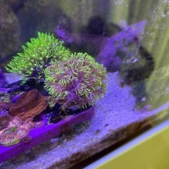 【サンゴ、海水魚】スターポリプ3種類セット