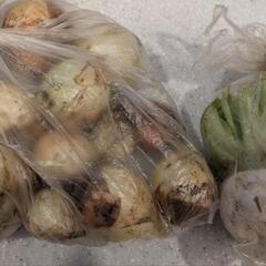 家庭菜園で採れた玉ねぎとカブ