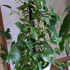 観葉植物お譲りします