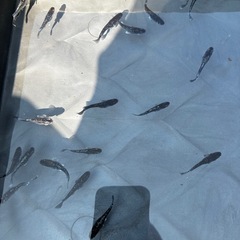 メダカ ミッドナイトフリルの画像