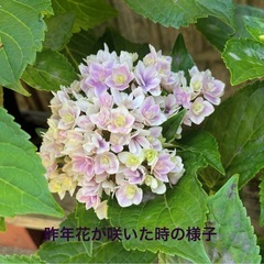アジサイ　鉢ごとAの画像