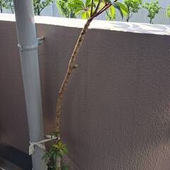観葉植物お譲りします