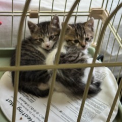 2歳のママと1歳の男の子、1ヶ月半の子猫3匹です - 流山市