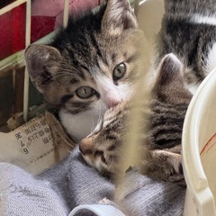 2歳のママと1歳の男の子、1ヶ月半の子猫3匹です - 猫