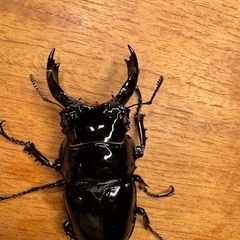 レギウスオオツヤクワガタ　♂1 ♀2 セット