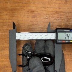 レギウスオオツヤクワガタ　♂1 ♀2 セットの画像