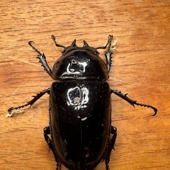 レギウスオオツヤクワガタ　♂1 ♀2 セットの画像