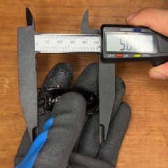 レギウスオオツヤクワガタ　♂1 ♀2 セットの画像