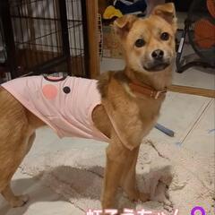 虹こうちゃん