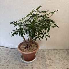 観葉植物シェフレラコンパクタ