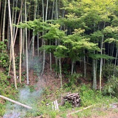 真竹、破竹、孟宗竹