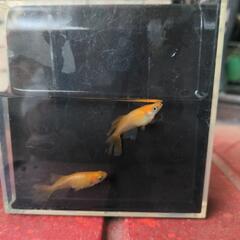 メダカ　めだか　不死鳥　有精卵の画像