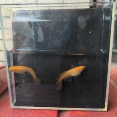 メダカ　めだか　不死鳥　有精卵の画像
