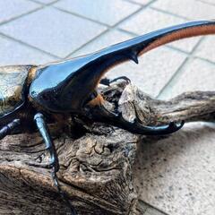 ヘラクレスオオカブトムシ♂単品