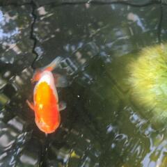 （お尋ね）金魚　宇野系らんちゅうの画像