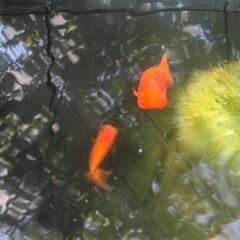 （お尋ね）金魚　宇野系らんちゅう