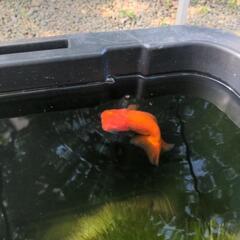 （お尋ね）金魚　宇野系らんちゅうの画像
