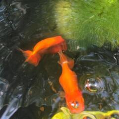 （お尋ね）金魚　宇野系らんちゅうの画像
