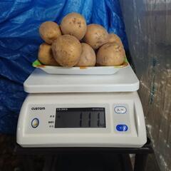 無農薬有機栽培新じゃがキタアカリ