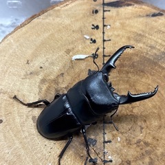 ツシマヒラタクワガタ CBF2 68mm×35mmペア