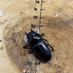 ツシマヒラタクワガタ CBF2 68mm×35mmペアの画像