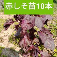 赤しそ　赤紫蘇　苗10本