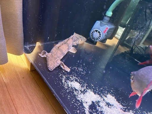 ポリプテルス・エンドリケリー・エンドリケリー　熱帯魚