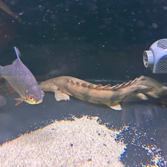 ポリプテルス・エンドリケリー・エンドリケリー　熱帯魚の画像