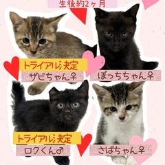 🐈‍⬛人慣れバツグン💕4兄妹の子猫ちゃんたち🐈