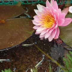 睡蓮、メダカ、水草