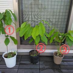 幻のフルーツ　希少　ポポー　5年生　③