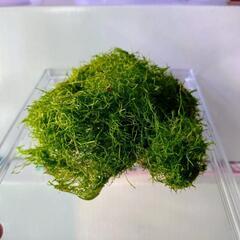 リシア 大量の画像