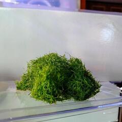 リシア 大量の画像