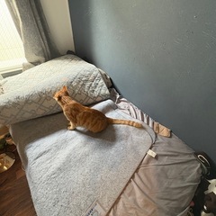 シングルベッドの画像