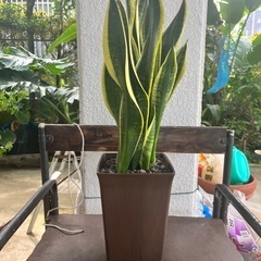 [観葉植物]サンスベリア