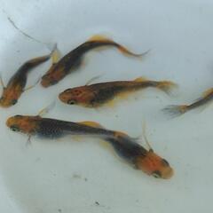 竜章鳳姿  親個体1ペア の画像