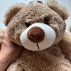クマの画像