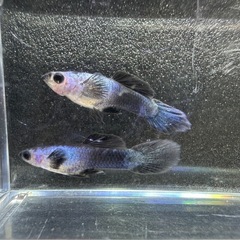 🐠国産グッピー モスコーパンダ 1ペア350円 5ペア以上で1ペ...
